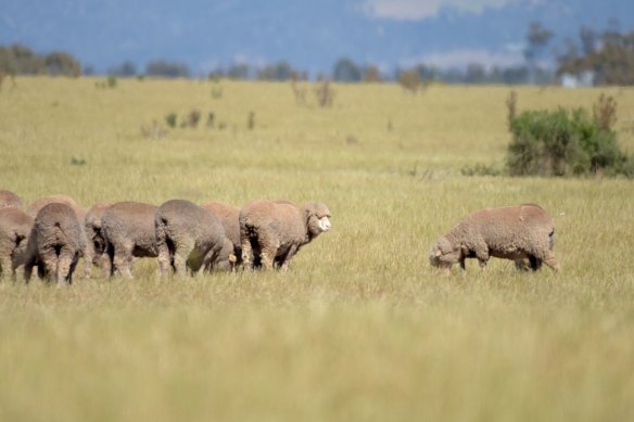 Supporters of live export are planning a lobbying blitz in WA as the practise crystallises as a key election issue.