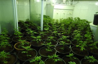Acting on tips from police, members of the public, real estate agents, neighbours and power companies, detectives from the Drug Taskforce are hitting crop houses at a record rate.