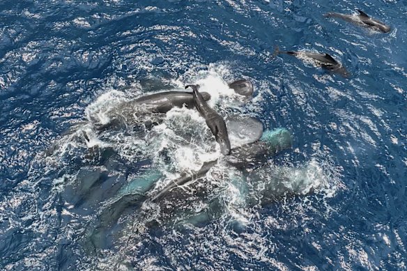 The Project CETI image shows female sperm whales holding a newborn calf above water until it can swim on its own. 