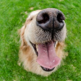 Man’s best friend or nature’s worst enemy?