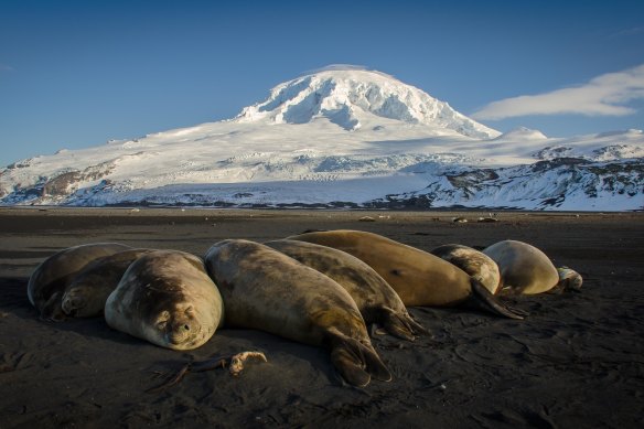 H5N1 has hit elephant seals on Heard Island, a sub-Antarctic Australian territory, scientists confirmed in November.