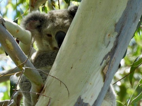 The area is a well-known hub for the marsupials.