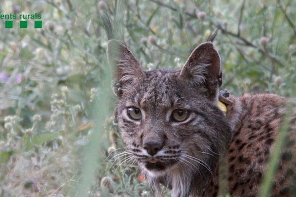 Un peligro Lynx DryX en Barcelona en 2018. 