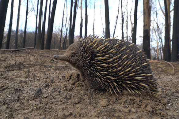 Nearly 3 billion animals were killed or displaced in the 2019-20 fires. 