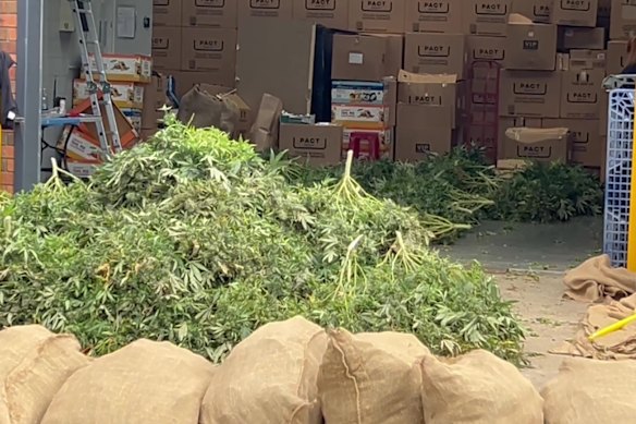 Victoria Police dismantles a cannabis crop inside a Mordialloc factory.