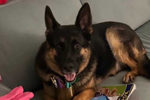 Arnie, a seven-year-old German shepherd, was sleeping in his family’s ute when it was stolen.