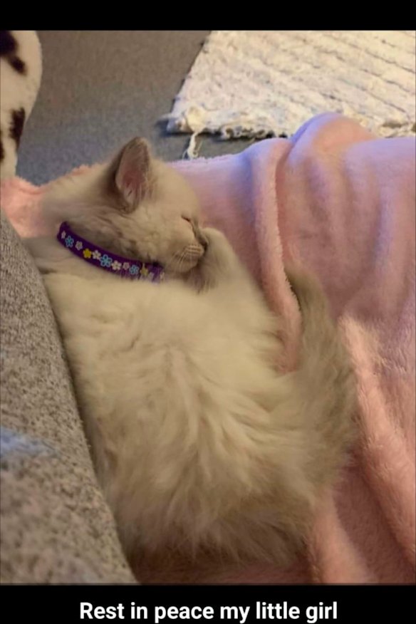 The kitten euthanised this month in New Zealand, according to Brethren members, because of the new global edict against pets.