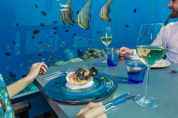 Lunch with a neon-blue outlook into tropical fish.