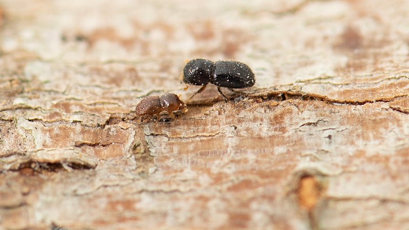 The tiny beetle that could wipe out half the trees in our cities