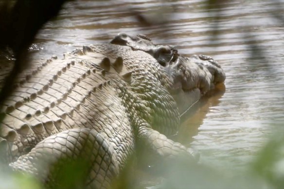 Old Faithful in his natural habitat.