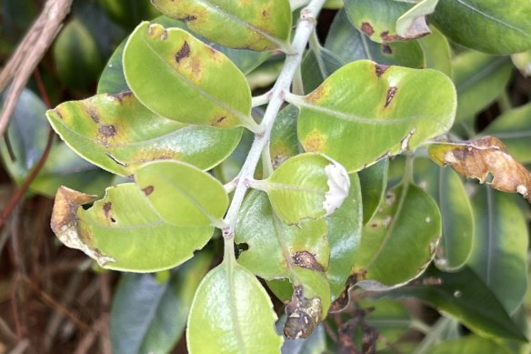 Myrtle rust infects native species on Lord Howe Island.