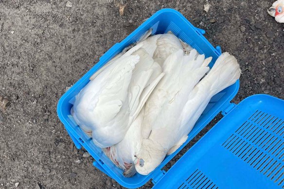 Some of the corellas that died.