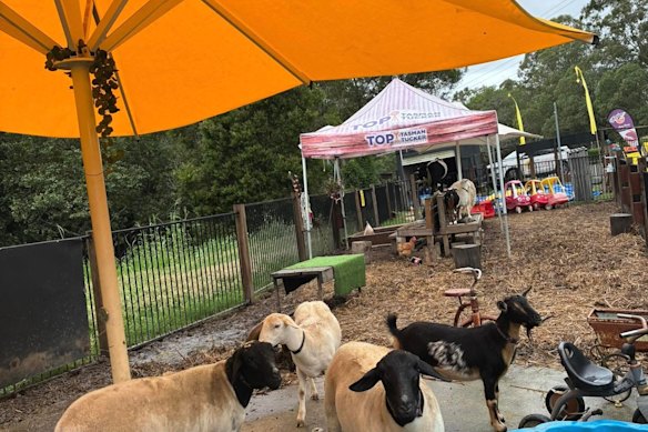 The City Chicks petting zoo advertises itself as a “kids play space”.