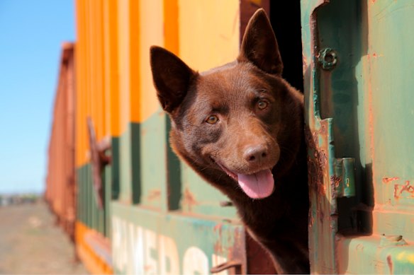 Red Dog was a box office hit when it was released. But those were different (pre-streaming) days.