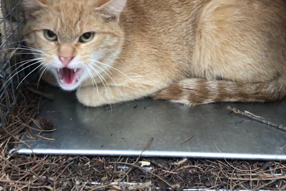 A feral cat caught on Kangaroo Island.