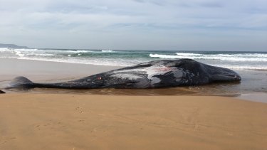La carcasse de cachalot de 16 mètres qui s'est échouée dimanche à Phillip Island.