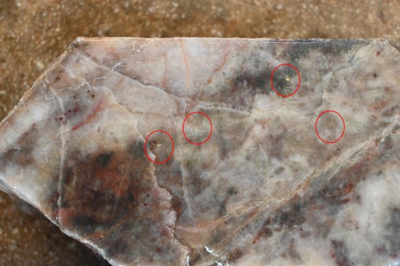 Pacgold Limited’s high-grade visible gold in diamond drill core from its Posie prospect, part of its Alice River project in Far North Queensland. 