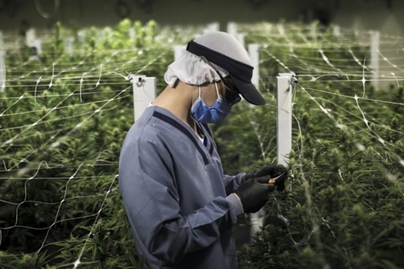 Fresh funding of Zelira Therapeutics’ cannabinoid medicines for autism may fast-track FDA approval.