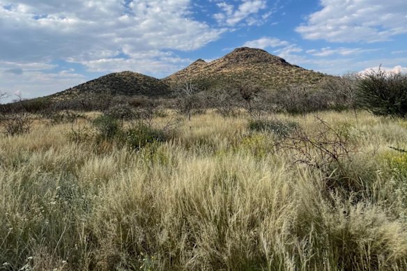 Aldoro Resources’ Kameelburg Carbonatite is a highly prospective, large-scale alkaline intrusive complex located in north-central Namibia, 300km north of Windhoek. It rises up to 276m above the surrounding plain. 