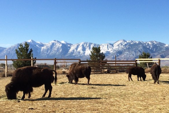 Bison and Black Rock ranch in Nevada, where IPO Bison Resources prospective gold-silver projects lie.