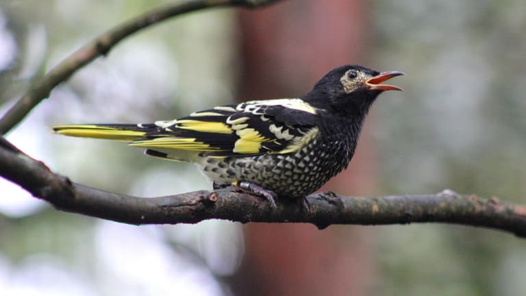 The Regent Honeyeater bird.