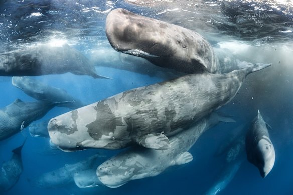The footage provided new insight into the lives of the elusive marine mammals.