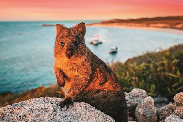 A quokka on the rocks at Rottnest Island.