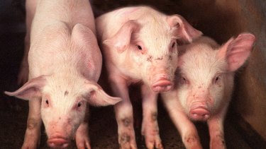 Wholesale pork prices in China have more than doubled this year as an epidemic of African swine fever led to the deaths of millions of pigs.