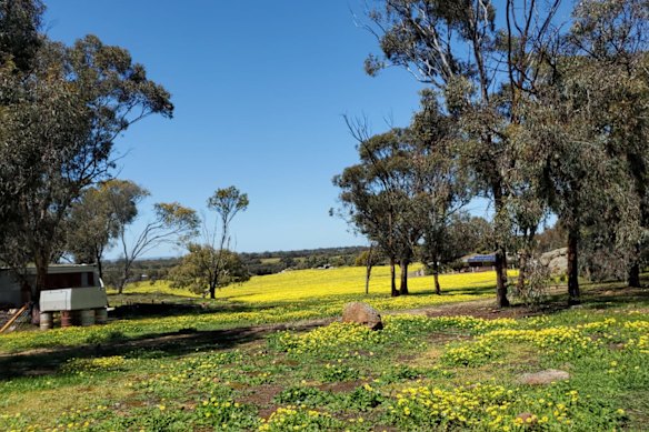 A forest reserve called Foxes Lair, home to echidnas, blue-tongue lizards and galahs, sat directly behind the rural block of Lily Chan’s family. 