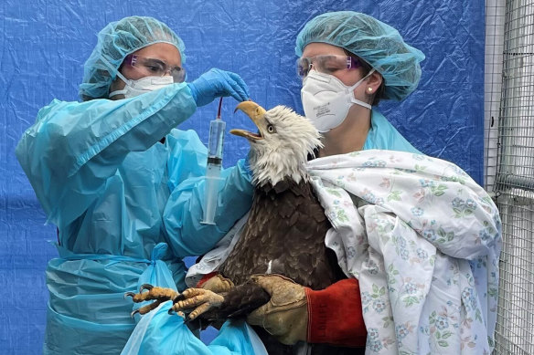 A bald eagle that tested affirmative  to avian influenza receives attraction    astatine  rehabilitation centre successful  Milwaukee.