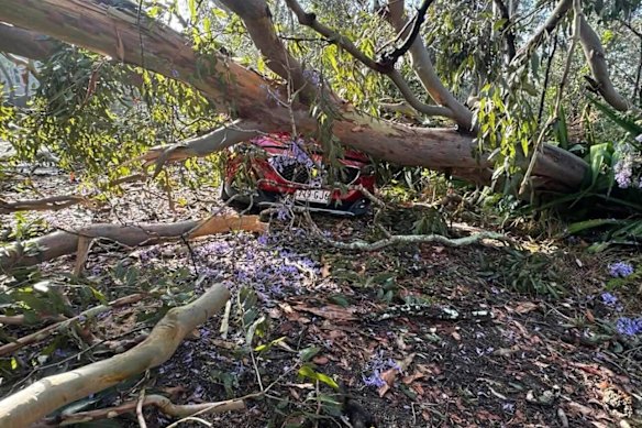 Fallen trees in Fig Tree Pocket.