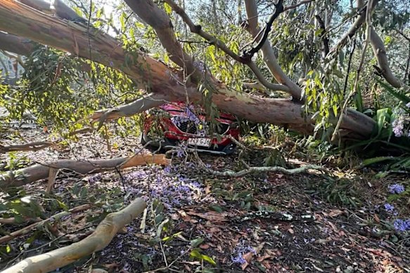A car was crushed by fallen tree in Fig Tree Pocket on Sunday, October 26.