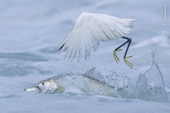 Qingrong Yang captures a lady fish snatching its prey from right under this little egret’s beak.