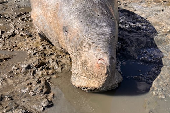 A stranded dugong on Bribie Island.