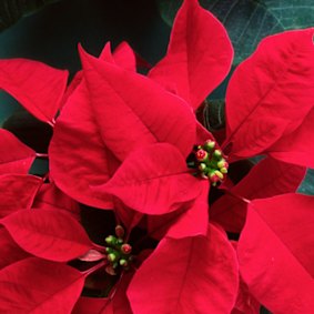 Poinsettias are at their best in winter. There are better options for an Australian Christmas.