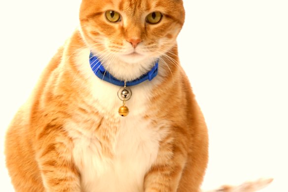 Just keep Tiddles inside