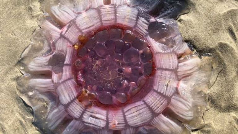 A lion's mane jellyfish washed up on Pakiri Beach, Auckland, on Monday.