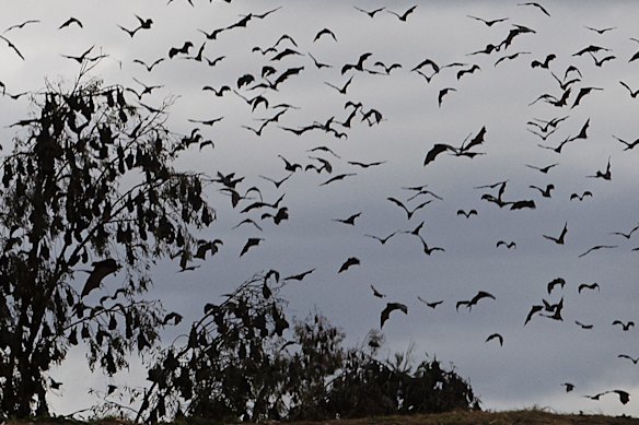 Only trained and vaccinated wildlife handlers should touch bats, and anyone bitten or scratched by one should seek immediate treatment, NSW Health said. 