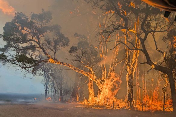 Trees burn along a road near Longwood, Victoria.