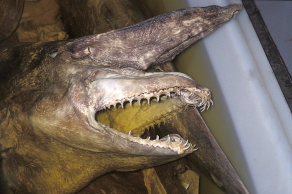 An archival photo of one of the museum’s adult goblin shark specimens.