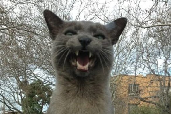 “Insatiably adventurous and a compulsive street fighter, Horse refused to be contained indoors.”