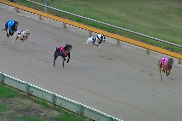 Baba Bear (black and white dog, upper centre of photo) makes for the finish post in his maiden race in 2023.