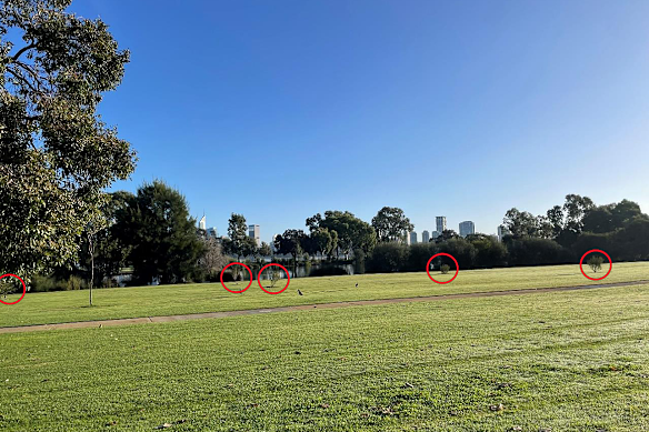 View a few metres from the boundary of one of the private properties, with the saplings circled.  