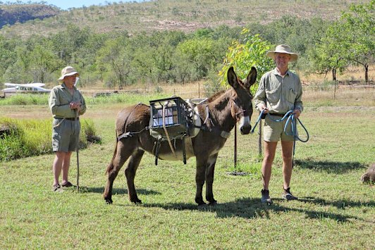 Kachana Station owner Chris Henggler with a pack donkey. 