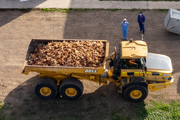 Culled chickens at a Victorian farm in May 2024.