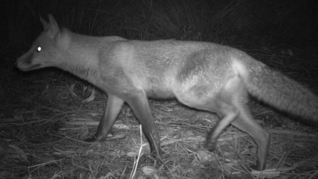 A fox captured on camera at Kenwick’s Brixton Street wetlands, one of Perth’s most biodiverse wetland assets.