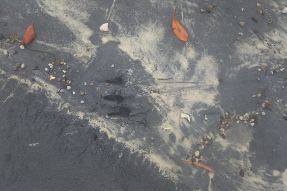 Claw marks snapped by a ranger near the water this week.