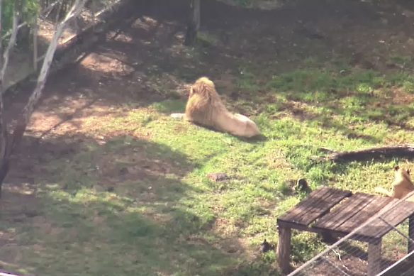 Lions at Darling Downs Zoo on Sunday after a woman was mauled earlier that morning.
