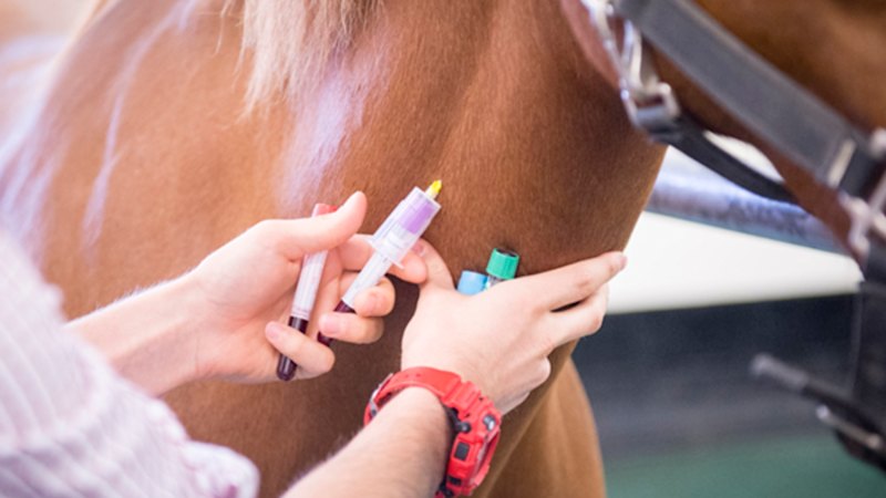 Proteomics equine blood test gives racing edge
