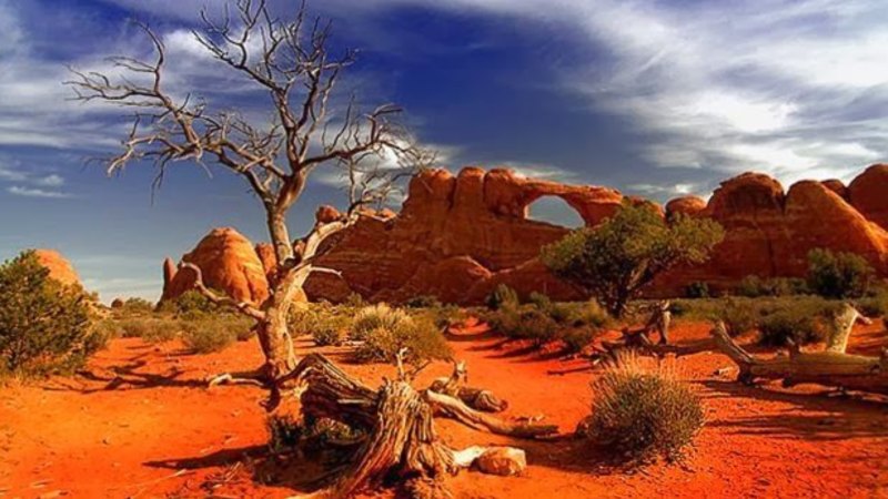 Whitebark Energy taps insider as new CEO for growth push